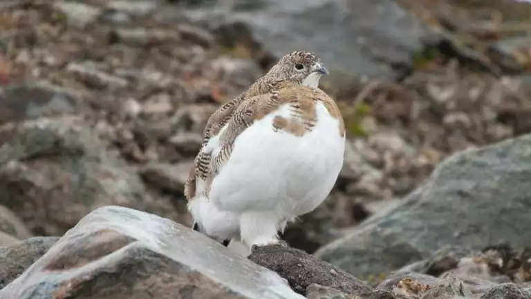 Medium-sized bird with white chest & brown mottled back & head stands beside gray rocks on autumnal tundra in south Greenland.