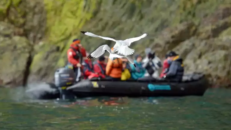 South Spitsbergen Explorer travelers in colorful jackets take a Zodiac cruise past mossy cliffs as white birds fight in midair nearby.