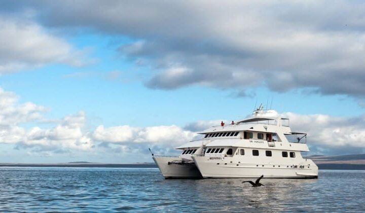 Pelican flying by port side of Seaman Journey catamaran in the Galapagos Islands