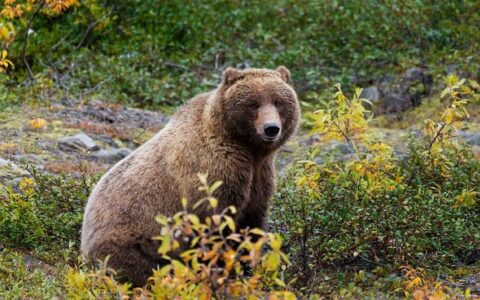 alaskan brown bear standing in green and yellow foliage