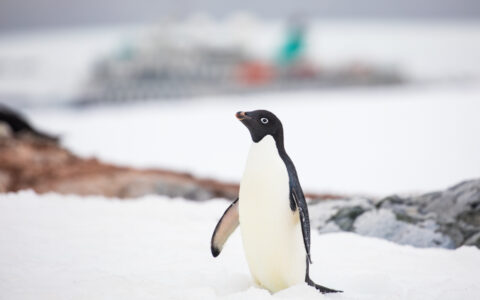 Lone Adelie penguin with white chest, black back & blue eyes stands atop snowfield with green & white small ship in background.