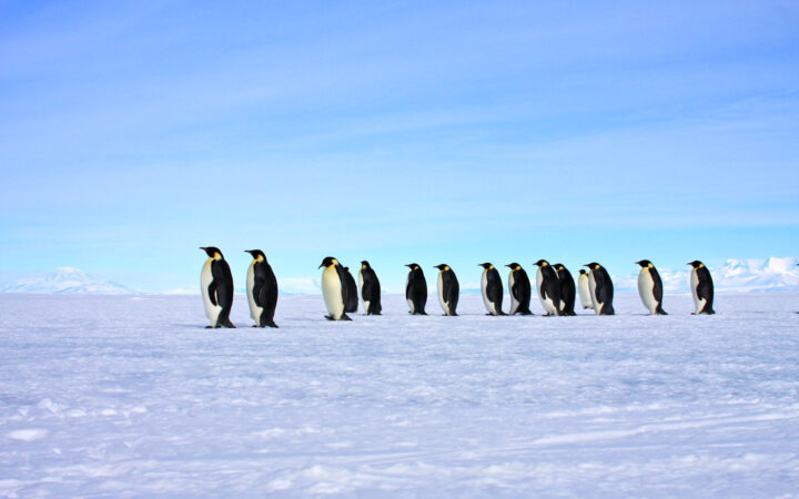 Line of emperor penguins with white chests, yellow necks & black backs walks over snowfield under blue skies in Antarctica.