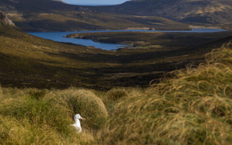 Lone southern royal albatross, gull-like white bird sits among tall grasses with blue river in background on Campbell Island.
