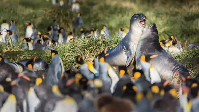 2 juvenile gray elephant seals play by hundreds of king penguins during a Falklands, South Georgia & Antarctic Peninsula cruise.