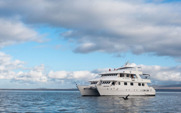 Pelican flying by port side of Seaman Journey catamaran in the Galapagos Islands