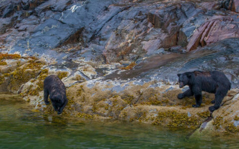 bears walking on a rock in a serene natural setting of alaska