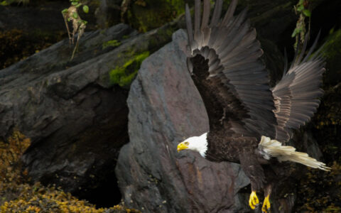 A bald eagle soars majestically over a rugged terrain.