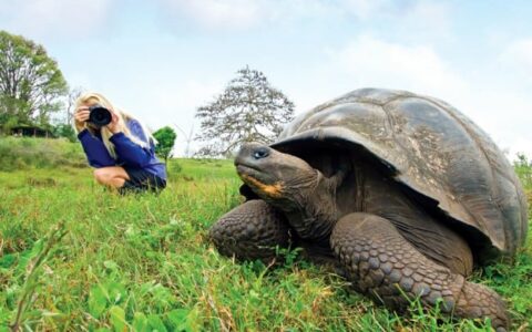A passenger from the National Geographic Endeavour takes a photo of a large tortoise on the grass at the Galapagos Islands