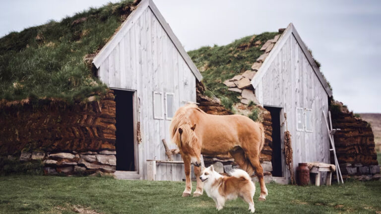 Glaumbær Farm In northern Iceland is now a museum, where visitors can tour beautifully-preserved turf houses.