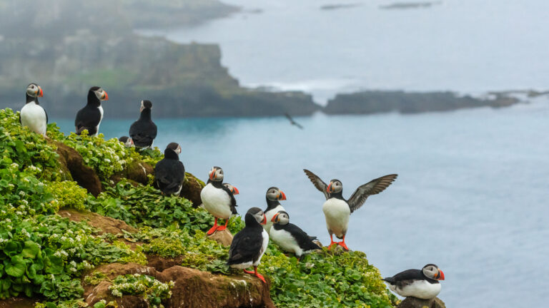 Atlantic Puffins, Gromsey Island, Iceland.