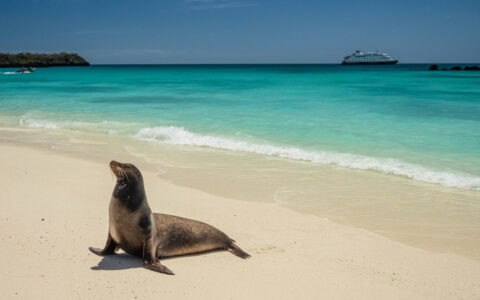 A Galapagos Sea Lion on the beach in Gardner Bay, Espanola Island, Galapagos National Park, Galapagos Islands, Ecuador.