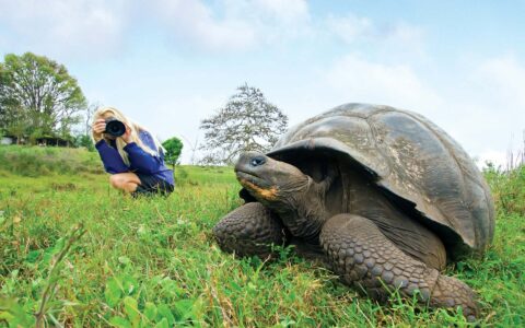 A passenger from the National Geographic Endeavour takes a photo of a large tortoise on the grass at the Galapagos Islands