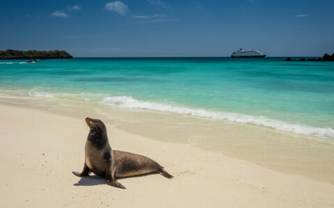 A Galapagos Sea Lion on the beach in Gardner Bay, Espanola Island, Galapagos National Park, Galapagos Islands, Ecuador.