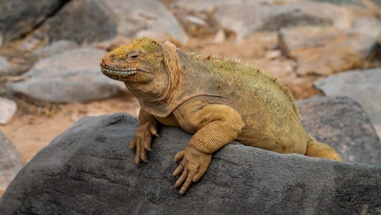 Yellow land iguana with scales sits atop gray rock, seen on an Ocean Spray Galapagos cruise.