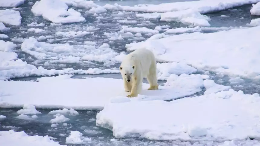 white Polar bear crossing icy broken path on the small ice bergs of the arctic
