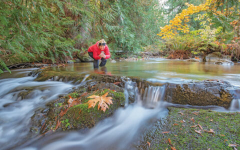 Woman in red coat & black pants stands in middle of shallow river, photographing autumnal leaves in British Columbia.