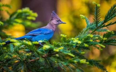 Steller's Jay with black head & bright blue wings sits on the branch of a fir tree during a small ship expedition in the Pacific Northwest.