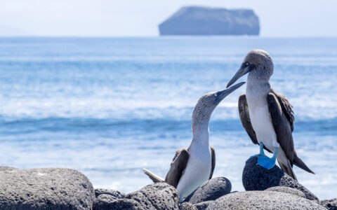 Pair of blue-footed booby birds on lava rocks by the sea, seen on a Hermes Galapagos cruise.