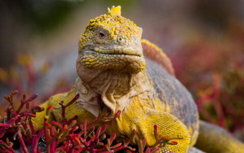 Yellow & gray Galapagos land iguana sits among bright red bushes during a Hermes Galapagos cruise.