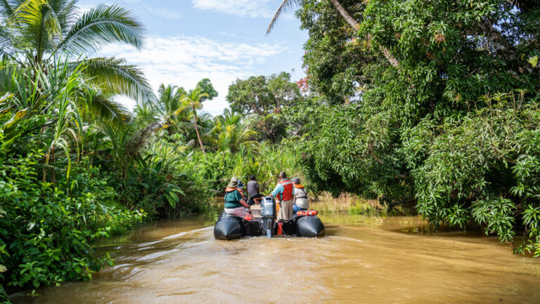 Zodiac boat moves through small muddy river among palm trees & rainforest on a sunny day exploring the Panama rainforest.