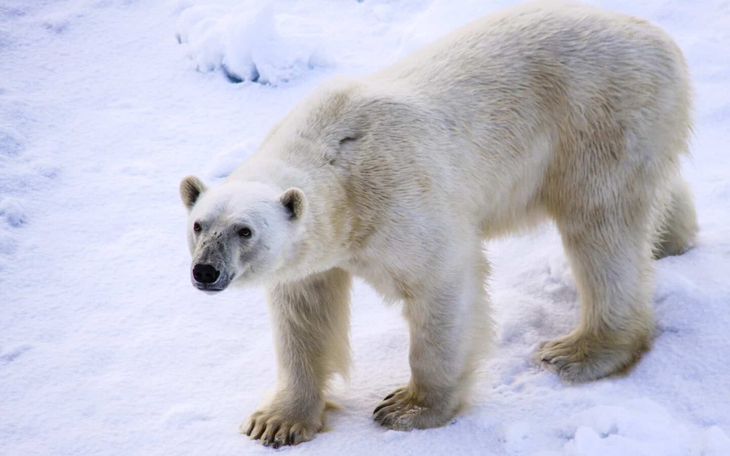 White polar bear close up standing on ice seen on an arctic tour
