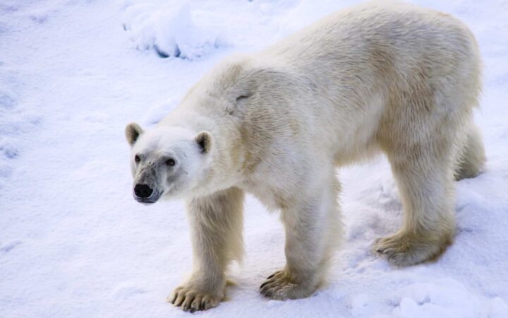White polar bear close up standing on ice seen on an arctic tour