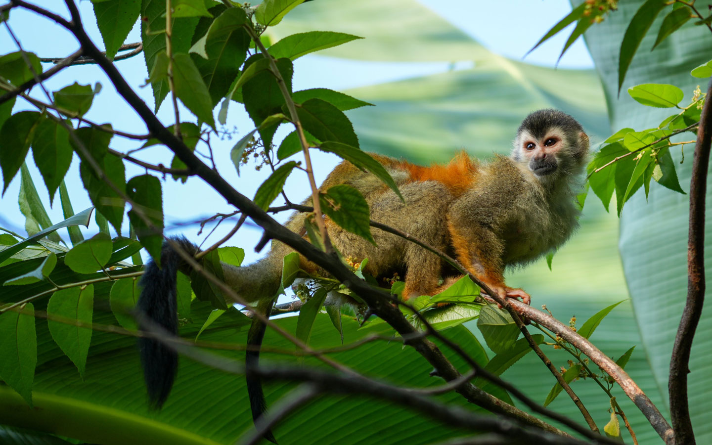 Small monkey with light brown, black & orange fur sits on a branch with bright green leaves, seen on a Costa Rica tour.