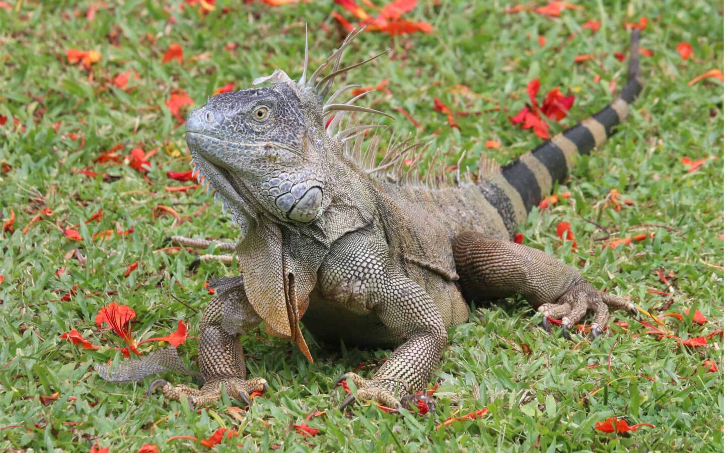 iguana on green grass with red flowers around it seen on a costa rica vacation