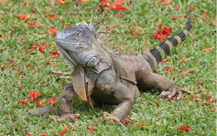 iguana on green grass with red flowers around it seen on a costa rica vacation
