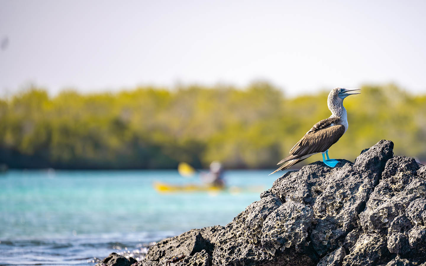 A blue footed boobie stands on a rock in the water with kayakers and a mangrove blurred in the background
