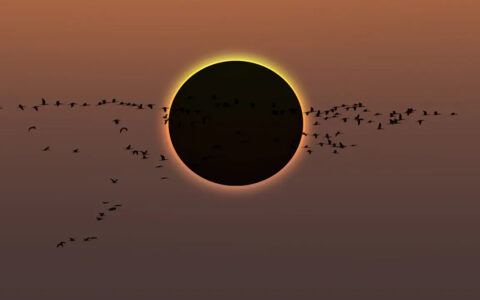 Solar eclipse with a flock of birds flying through creating a magical shadow