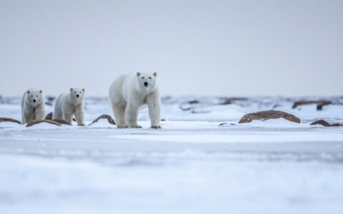 A polar bear mom and two cubs seen on the ice, walking toward the camera