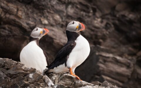 Spitsbergen, the largest island of the Svalbard archipelago, offers amazing landscapes and animals seen while with Quark