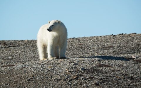 Solo polar bear looking back at a baron landscape of rock in Svalbard