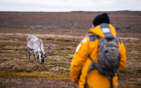 Guest looking at an arctic reindeer in Svalbard