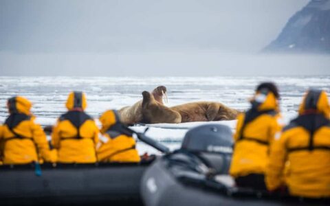 Guests on zodiacs viewing several walrus's in the ocean playing together in Svalbard