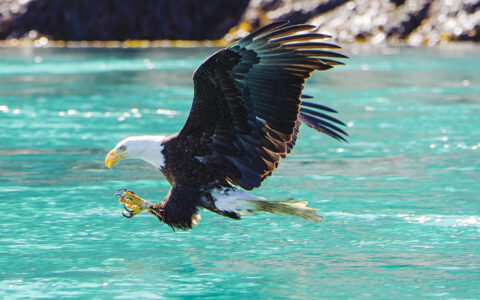 Bald Eagle flying over the bright teal water with its taons up the Eagle prepare to grab its prey.