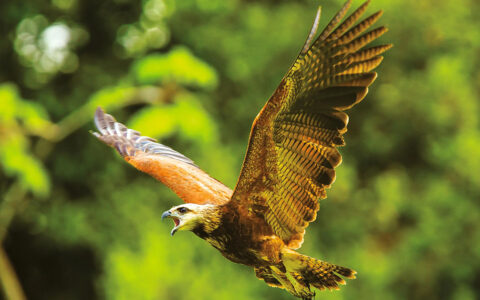 orange bird taking flight in the upper amazon with its beck wide open and wings out wide