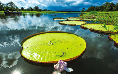 Bright green lily pad basking in the sun on a bright sunny day