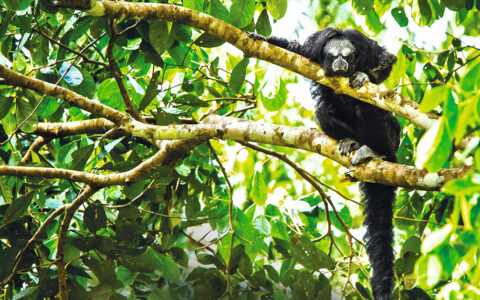 Monkey looking straight at the camera sitting in the trees and resting on the bright branches