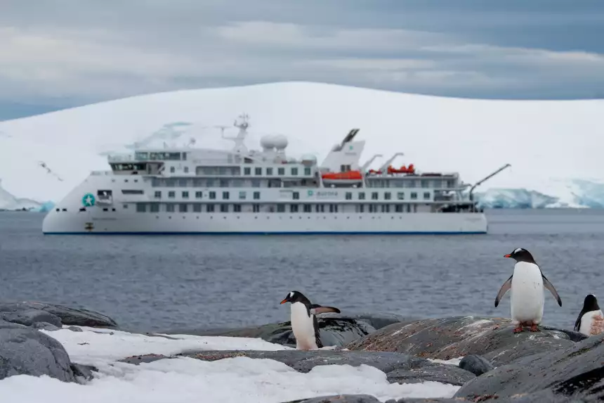 Small penguins waddling on the rocky and snowy shore with a small aurora cruise ship in the distance.