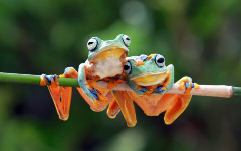 2 java tree frogs with orange legs & green bodies sit together on green bamboo, seen on a Costa Rica adventure cruise.
