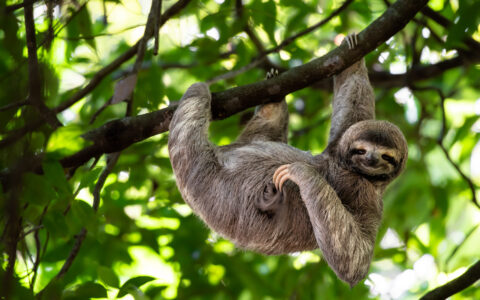 Sloth hangs from tree branch with green leaves & sunshine behind, seen on a Costa Rica adventure cruise.