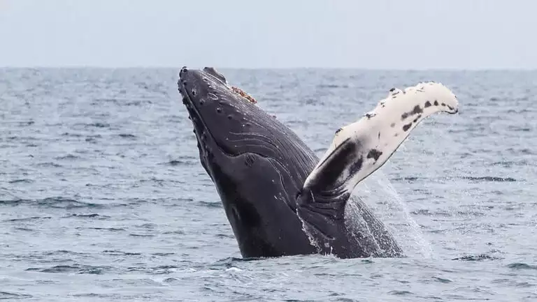 Humpback whale in gray & white leaps out of choppy water & leans backward, seen during a day cruise on an Alaska hiking trip.