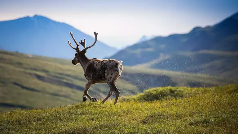 Lone caribou runs away from the camera over green tundra with mountains in the distance, seen on an Alaska hiking trip.
