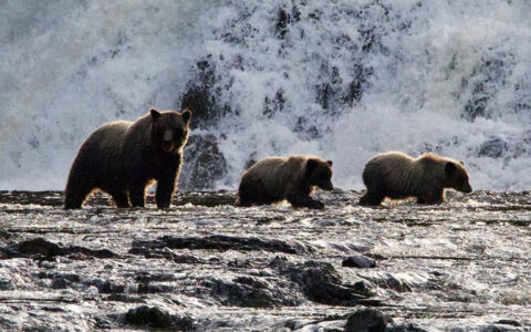 Mama bear & 2 cubs walk a wide river in front of a large waterfall, seen on an Alaskan Story charter cruise.