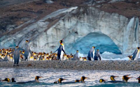 King penguins with yellow necks & tall silver bodies walk on pebbly shore & swim in calm sea by blue glacier in South Georgia.