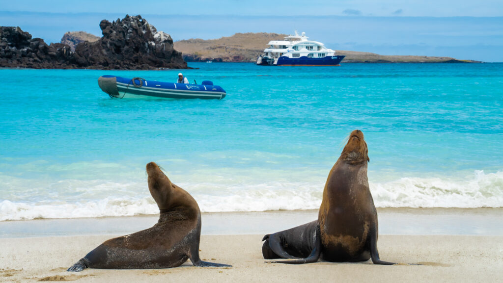 2 sea lions sit with noses in the air on a white-sand beach by teal sea with a panga nearby & Endemic small ship beyond.