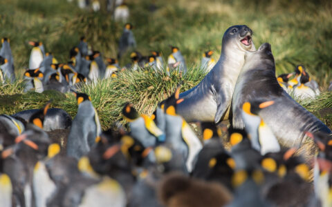 2 juvenile gray elephant seals play by hundreds of king penguins during a Falklands, South Georgia & Antarctic Peninsula cruise.