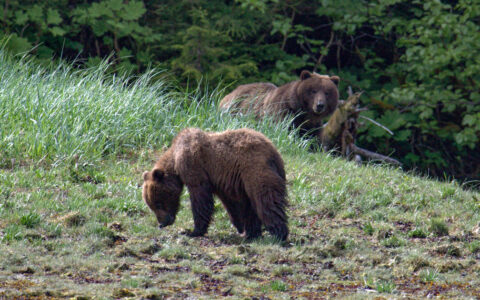 Mother brown bear looks on from behind tall grass as cub grazes grass, seen on a Gulf of Alaska cruise.